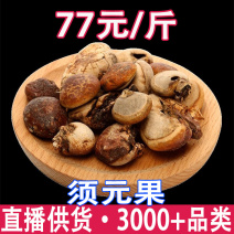 须元果隐孔菌树菌香豆无根荷包松橄榄觅阳