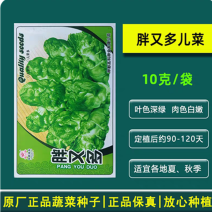 胖又多儿菜种子