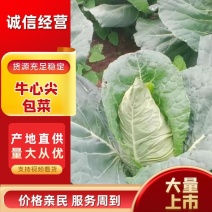 基地牛心甘蓝包菜，承接全国各地老板实地看货购货诚信经营