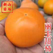 丽玉甜柿苗新山苗场日本新品种首尔001韩脆甜柿子树苗