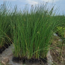 水葱莎草匍匐根状茎粗壮具许多须根秆高大圆柱状