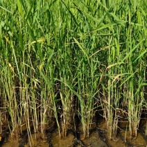 芦苇芦苇苗绿化植物批发基地河道治理公园绿化
