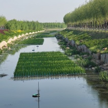 人工生态浮岛绿化植物浮床污水处理天然水景水质净化