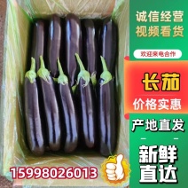 【优质】长茄海城紫长茄现摘现发品质保证全国发货