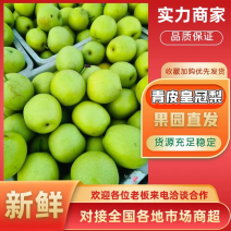 【现摘现发】砀山青皮皇冠梨光果梨常年供应市场量大从优诚信经营