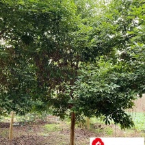 四川苗木基地直供精品天竺桂天竺桂8-20公分量大从优
