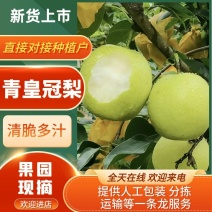 【优质】江苏梨青皇冠梨-白皇冠梨-产地直发-价格优惠