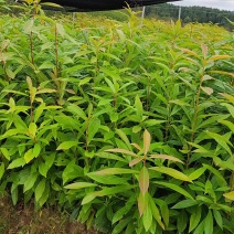【量大优惠】江西木荷苗木荷怀苗基地现挖品质保障