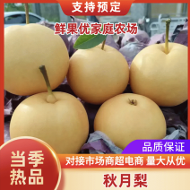【实力】秋月梨膜袋梨2025年新货量大从优代发全国