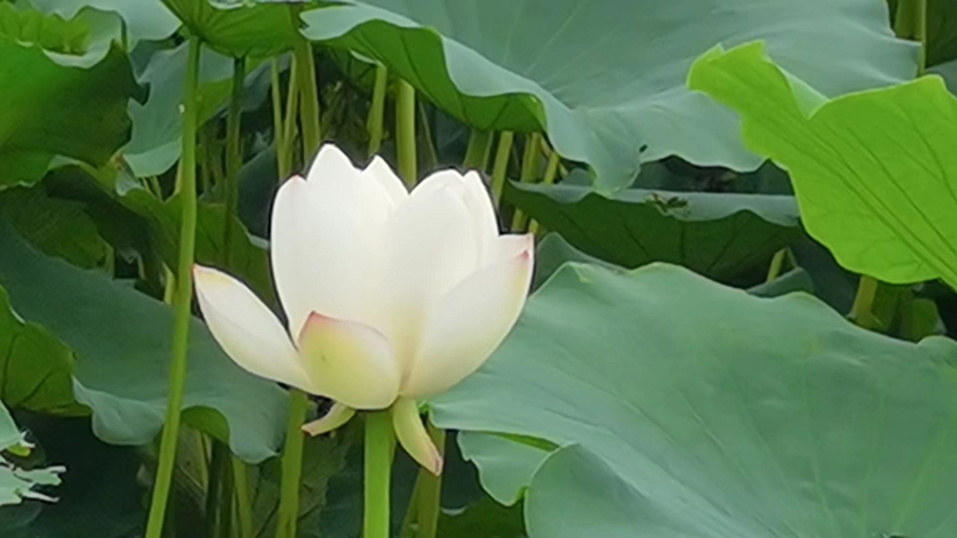 展示湖北白莲藕不同品种的外观特征和断面结构 湖北白莲藕品种对比图