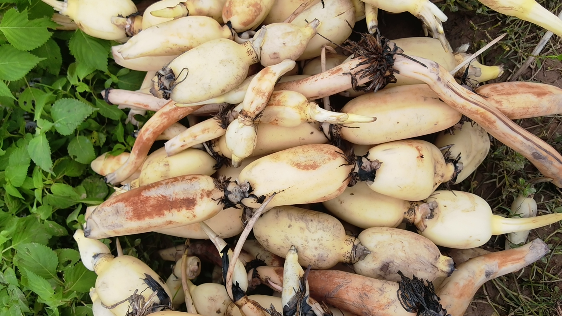 鄂莲六号白莲藕深加工产品展示