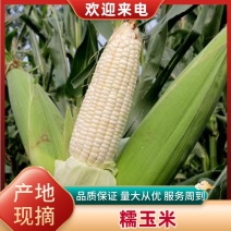 精选山西玉米糯玉米基地直发，货源充足，量大从优，品质优