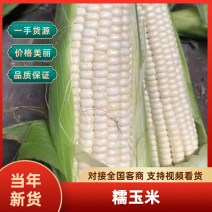 精品玉米方山水果玉米，万糯2000糯玉米，10吨起售