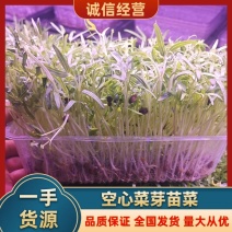 空心菜芽苗菜种植基地产地直发欢迎全国客户洽谈