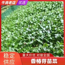 香椿芽苗菜，质量包您满意，现已大量上市，欢迎前来咨询