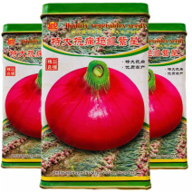 紫皮洋葱种子特大抗病超紫星早熟不易抽苔扁圆形耐寒