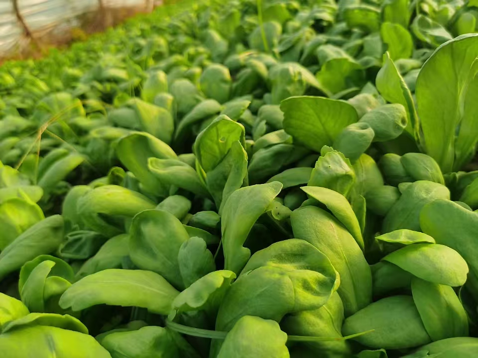 展示荠菜、马齿苋、蒲公英、紫背天葵等常见野菜的高清图片,标注其形态特征与食用部位 常见人青菜野菜图鉴