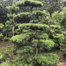 罗汉松造型树川派盆景基地川派罗汉松批发罗汉松价格