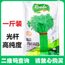 光杆茼蒿种子500g小叶茼蒿种子皇帝菜种苗光杆茼蒿种籽