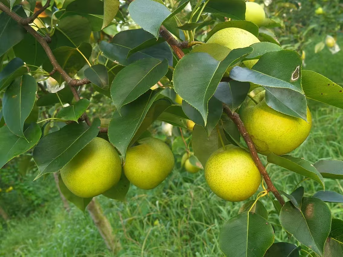 皇冠梨果园实景图