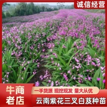紫花三叉大白芨种苗有检疫证欢迎实地考成活率高