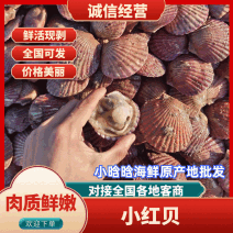 扇贝精品港湾贝小红贝扇贝一手货源产地直供欢迎来