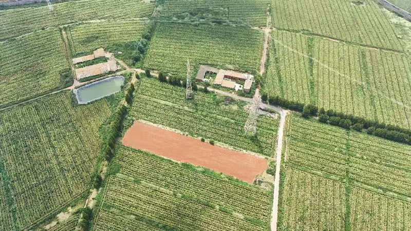 展示东单1331玉米在黄淮海地区田间生长旺盛、植株整齐一致的实景照片 东单1331玉米种在田间生长情况