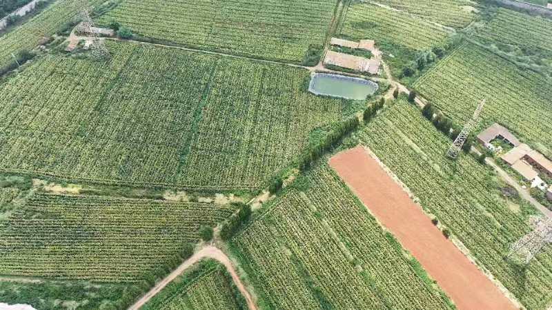 展示青碗豆种植基地的航拍或田间实景,体现其规模化种植优势 青碗豆种植基地