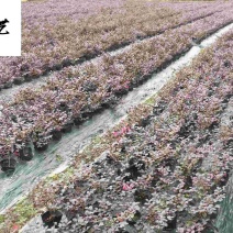 红花继木杯苗工程苗批发园林绿篱道路绿化耐寒耐旱