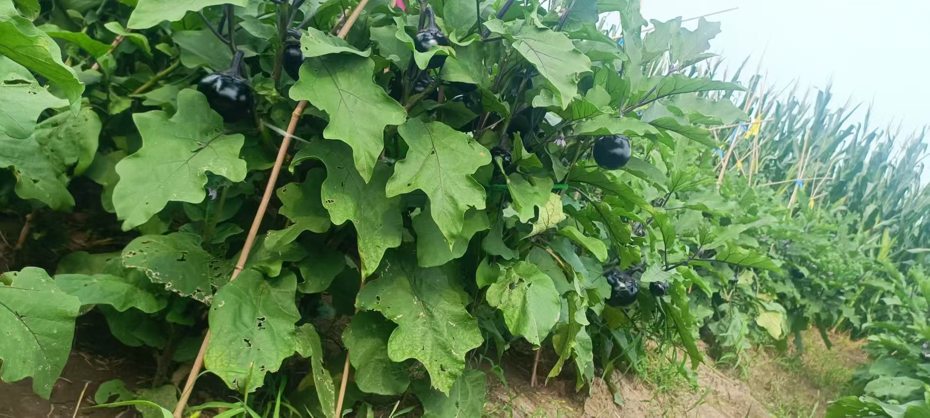 家庭阳台种植的茄子树