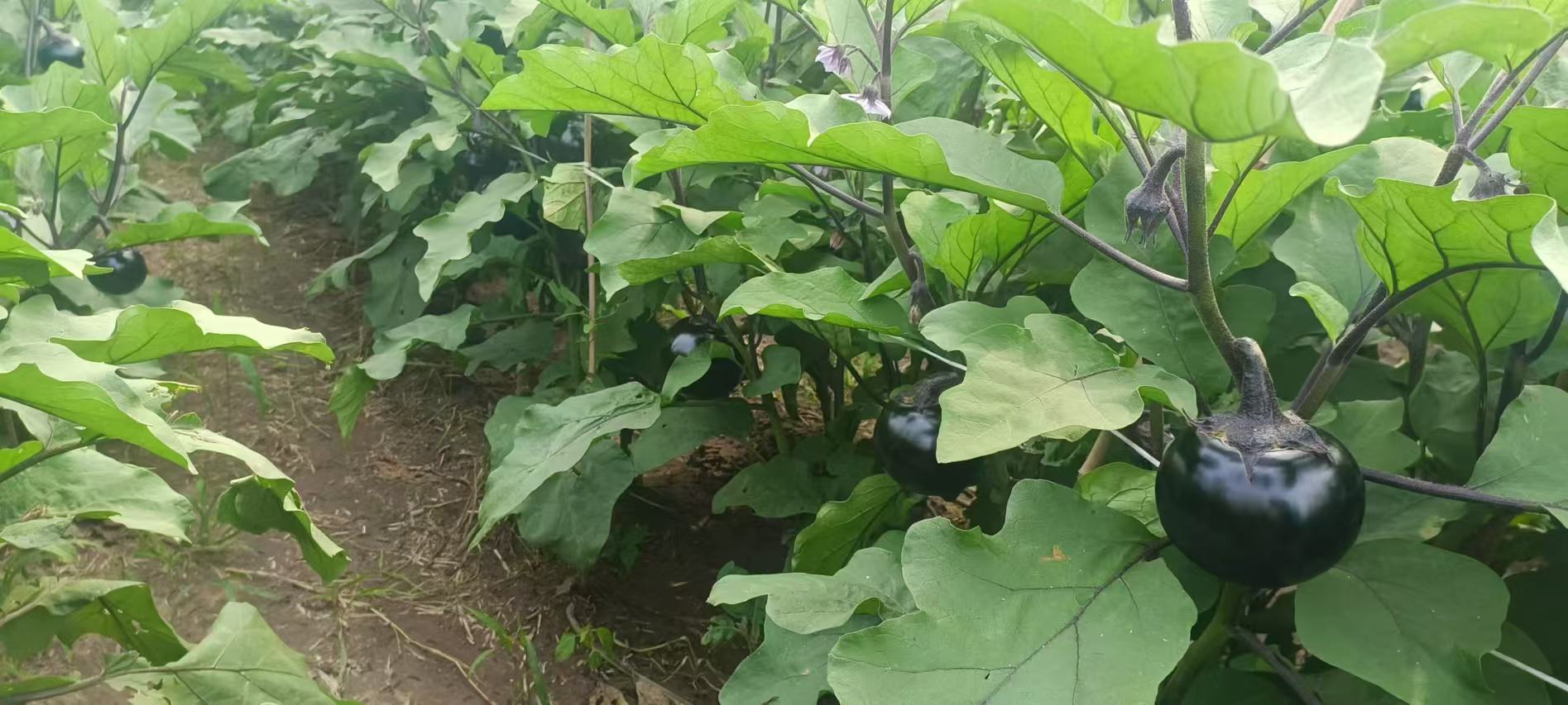 长条茄子与圆茄子并列对比图