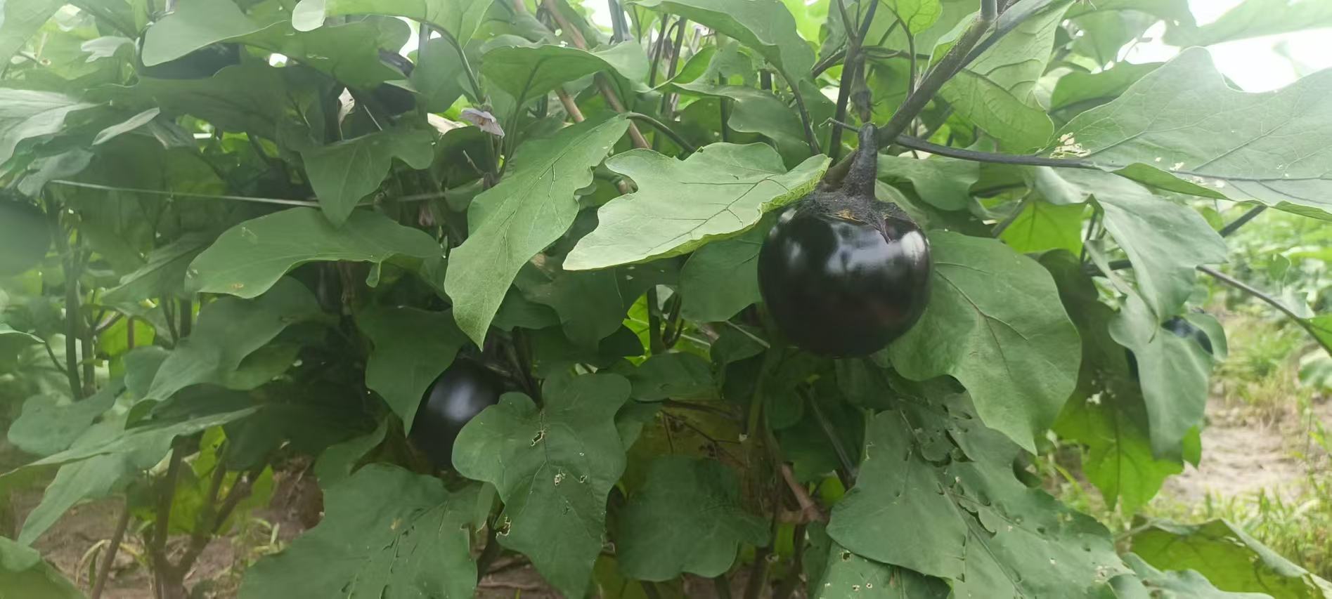 茄子植株生长实景图