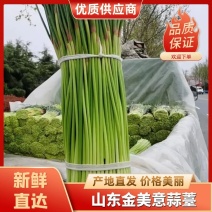 蒜苔山东金乡红帽蒜苔对接商超档口欢迎下单