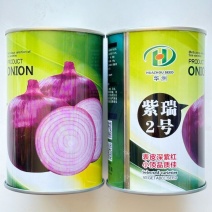 紫瑞2号紫皮洋葱种子早熟中日照半高桩深紫红耐抽