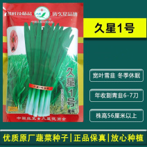久星1号宽叶雪韭种子抗病抗寒叶丛紧凑直立抗倒伏