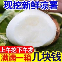 凉薯广西凉薯沙葛脆口甘甜当天现挖全国发货