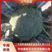 耐寒优秀西兰花！产地直供！精品包装！保质保量！欢迎订购！