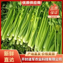 西芹！产地直供！质优价廉！对接商超！欢迎下单！