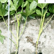 八角金盘工程绿化苗大杯小杯八角金盘批发成都基地直供