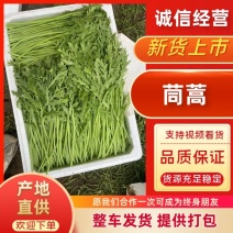 茼蒿辽宁省锦州市暖棚精品净杆茼蒿（信誉好，质量有保障）