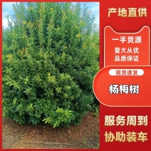 精品绿化杨梅树产地直发保鲜保湿质量无忧可视频看货