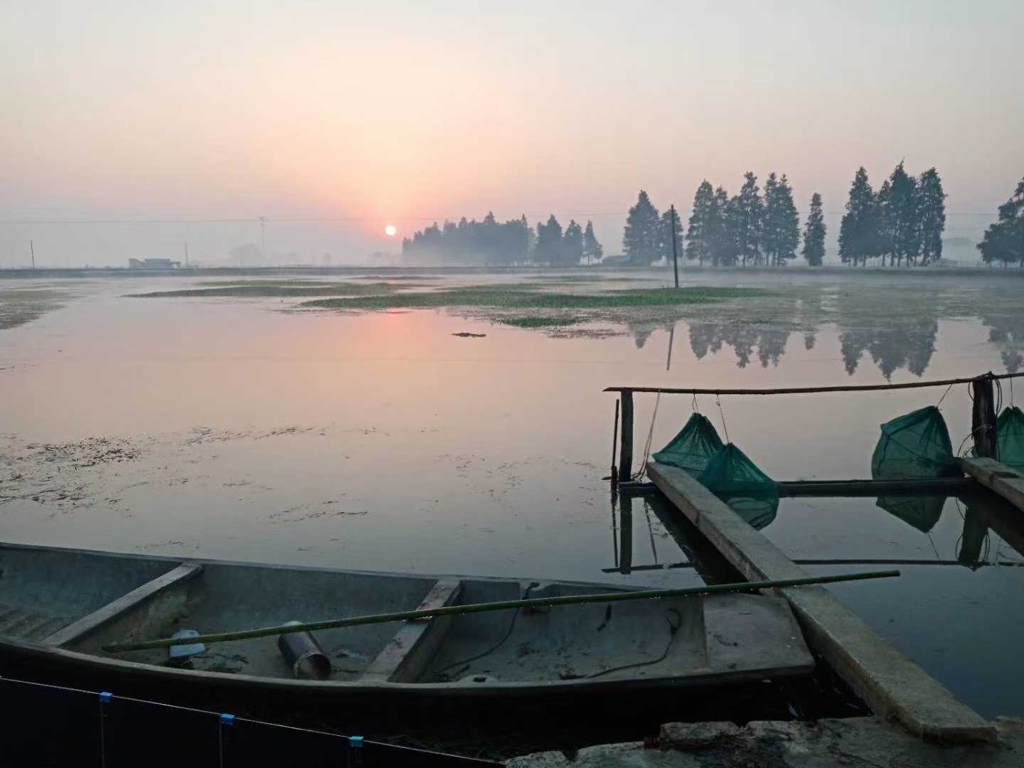 大闸蟹在湖水中游动