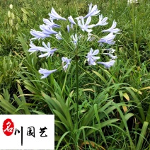 出售百子莲地苗杯苗多年生耐寒耐旱百子莲量大价优