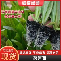莴笋苗现苗现发基地直供整车发货8-20公分不带病害
