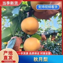 秋月梨梨中珍品脆甜多汁，支持各类包装保质保量代发全国