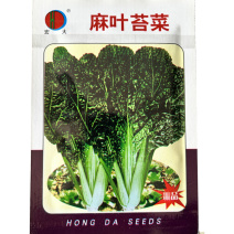 苔菜种子麻叶苔菜种子种植容易出芽快可炒食腌渍春秋播