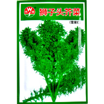 细叶正宗狮子头雪里蕻种籽小叶雪里红雪菜阳台盆栽青菜