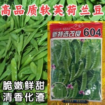 改良604软壳荷兰豆种子耐热矮茎大荚紫花香甜脆嫩