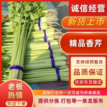 香芹/精品香芹量大从优欢迎各地客商洽谈合作
