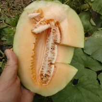 【实力供应】山东晓蜜25哈密瓜皮薄汁多脆甜爽口量大从优